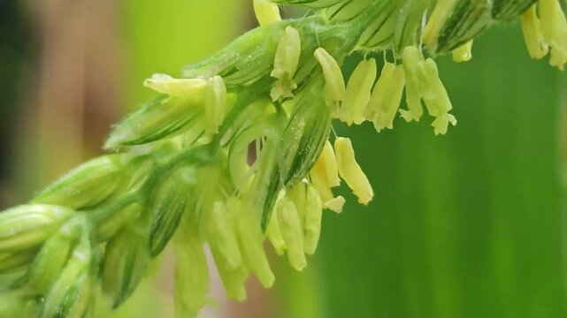 Close up Macro Footage. Honey bee collecting pollen from corn flower, showcasing pollination process, insect behavior, agriculture ecosystem, and natural biodiversity in a green field.