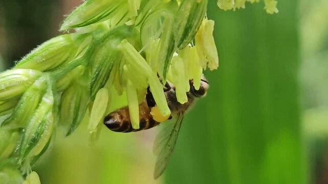 Close up Macro Footage. Honey bee collecting pollen from corn flower, showcasing pollination process, insect behavior, agriculture ecosystem, and natural biodiversity in a green field.