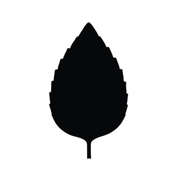 Single black leaf silhouette isolated on white background