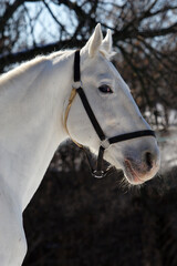 White dressage horse portrait on winter nature background