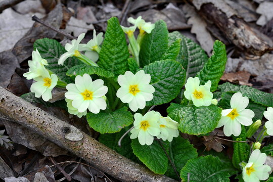 primrose (Primula vulgaris) blooms in early spring. Picture of flowers, common primroses, on a european forest ground in early spring. Primula vulgaris, the common primrose.