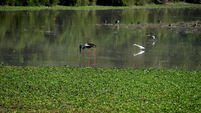 Black Necked Stork walking gently in the wetlands of Kaziranga National Park along with other migratory birds 1