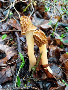 Verpa bohemica mushroom in the leaves. Known as wrinkled thimble morel or early false morel. Two edible mushrooms in poplar forest. 
