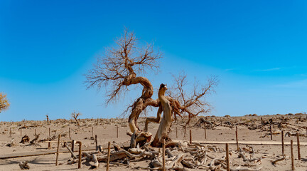 内蒙古-额济纳旗-胡杨林-怪树林-2025