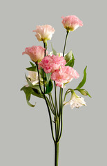 Obraz premium Vertical floral poster with flower branch of pink carnation and white alstroemeria on soft gray