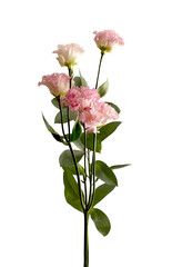 Pink carnation stem with multiple blossoms and fresh green leaves isolated on white background.