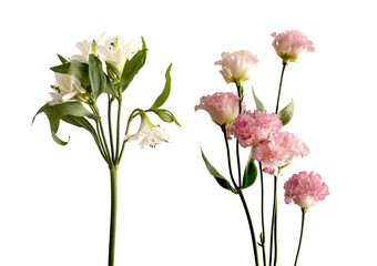 Floral branch set with white alstroemeria and pink carnation isolated on white background. Botanical
