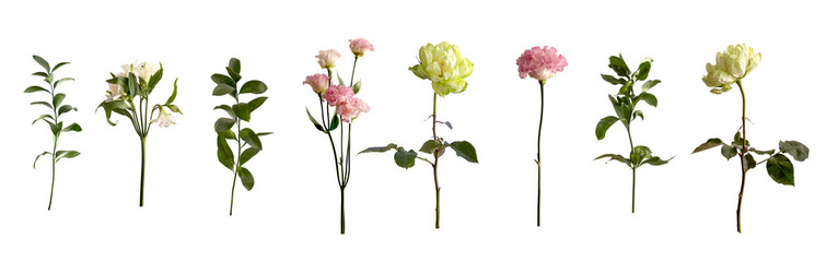 Botanical flower and greenery set isolated on white background for bouquet composition and floral