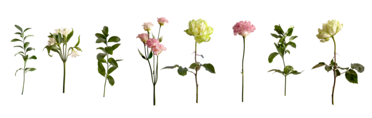 Botanical flower and greenery set isolated on white background for bouquet composition and floral