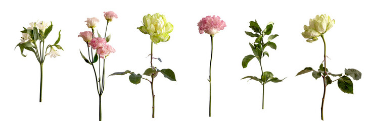 Floral and greenery elements isolated on white background arranged as individual stems for botanical