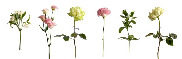Floral and greenery elements isolated on white background arranged as individual stems for botanical