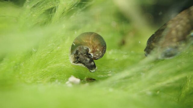 Freshwater Ramshorn Snail Feeding on Green Algae in Fish Pond