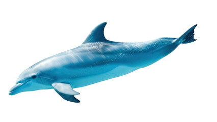 Isolated bottlenose dolphin swimming gracefully, sleek marine mammal in blue waters, aquatic life © Isolde