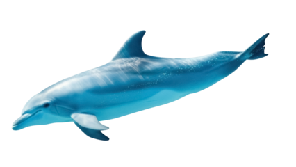 Isolated bottlenose dolphin swimming gracefully, sleek marine mammal in blue waters, aquatic life