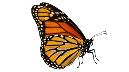 Isolated Monarch Butterfly, Wing Pattern, Wildlife, Orange and Black, Beautiful Insect