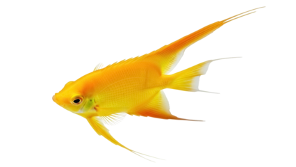 Isolated vibrant Golden Angel Fish, a tropical freshwater fish often kept in aquariums