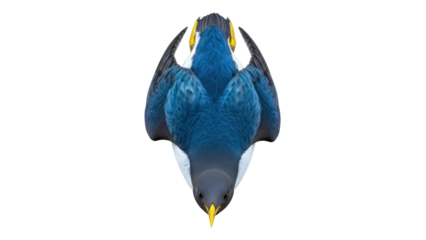 Isolated Pigeon or Dove bird head and neck feathers with beak showing upside down flying