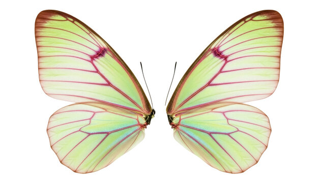 Isolated Yellow Butterfly Wings Showing Symmetry and Details on Light Green, Pink Veined Veins