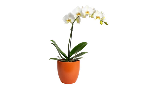 Isolated phalaenopsis orchid in an orange pot, elegant indoor home decoration, minimal style