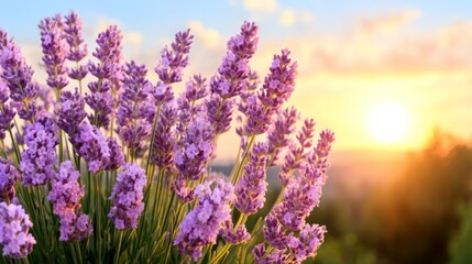 Fototapeta premium relaxed, hope, contemplation, serene, future, Serene Sunrise Lavender Field in Fog - Calmness and Inspiration Concept with Copy Space for Text