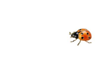 Isolated, a lucky ladybug, orange with black spots, gold legs, a beautiful bug, an insect