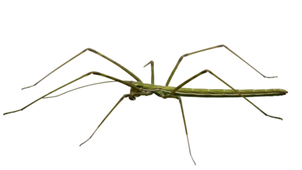 Isolated Green Stick Insect or Walking Stick against Clean Backdrop, Insectivore Fauna