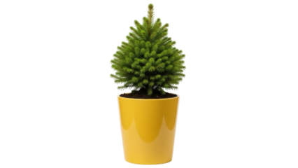 Isolated evergreen dwarf alberta spruce in a yellow pot for decoration, minimal design