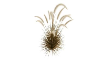 Obraz premium Isolated Pampas grass decorative element, ornamental tufted perennial grass in landscape design