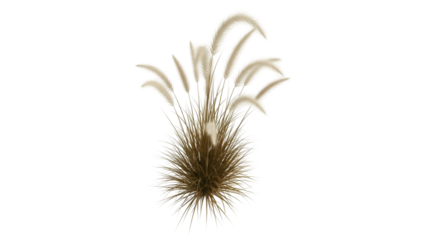 Isolated Pampas grass decorative element, ornamental tufted perennial grass in landscape design