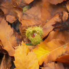 A digital illustration of a single conker in an open husk with autumn leaves.