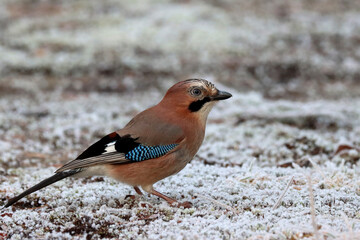 Eurasian jay