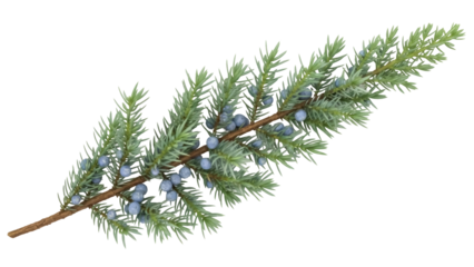 Isolated juniper branch with berries, sprig of coniferous shrub, winter, Christmas season