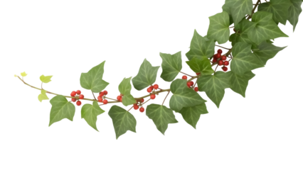 Isolated sprig with berries and variegated ivy leaves, vine with foliage, nature concept