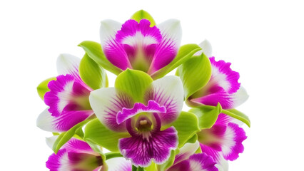 Isolated blossoms of orchid in bloom, colorful and fresh, an exotic tropical flower bunch © Ari