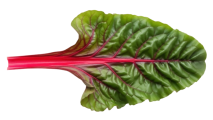 Isolated Swiss chard leaf showing veins on a vibrant green blade with a red stem food