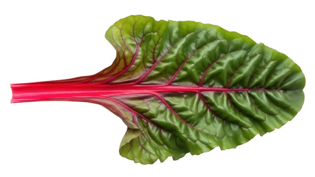 Isolated Swiss chard leaf showing veins on a vibrant green blade with a red stem food