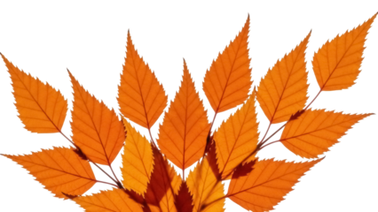 Isolated autumnal arrangement of yellow birch leaves against a clean backdrop evokes fall season