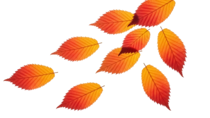 Isolated autumn elm leaves, bright yellow-red colors, fall foliage, seasonal decoration, nature elements