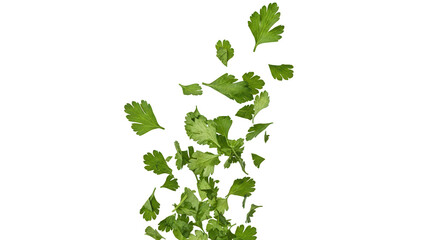 Chopped dry parsley leaves flying, isolated on white, clipping standard