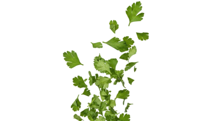 Chopped dry parsley leaves flying, isolated on white, clipping standard