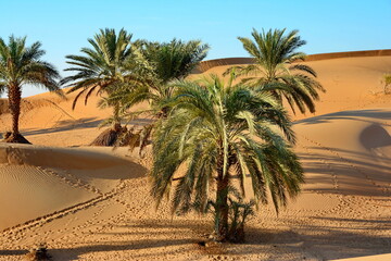 Sunset over the desert of Al Khatim in Abu Dhabi, Emirates. Golden Sand Dune Desert Landscape Panorama. Beautiful sunset over the sand dunes