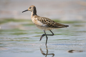 Ruff (Philomachus pugnax) wading in shallow water, displaying striking plumage and elegant posture in a natural wetland habitat.