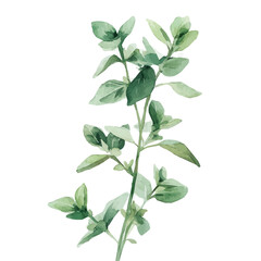 Obraz premium painting_of_a_oregano_plant_on_a_white_vectorized, Hand-painted style, vector set available in EPS An Elegant watercolor painting design collection