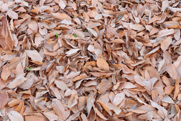 画面いっぱいの落ち葉