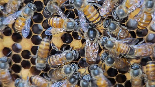 Indian Honeybees( apis cerena indica) move across hexagonal honeycomb cells with queen bee, showcasing social insects, biodiversity, and the essential role of bees in ecosystems.