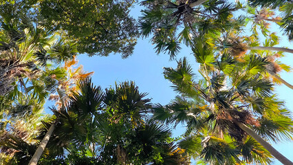 Palm Tree Canopy View Looking Up to Blue Sky Tropical Nature