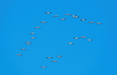 flock of sandhill cranes in flight