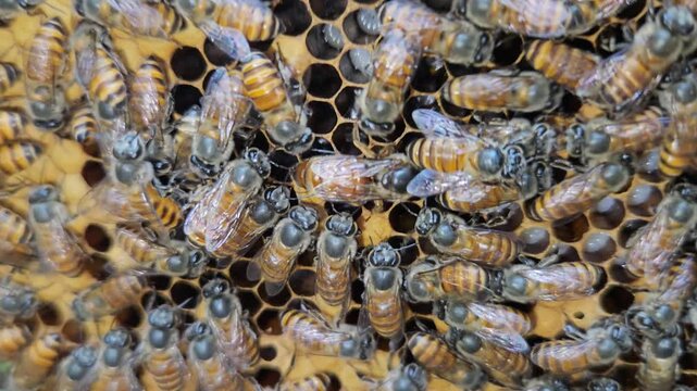 Indian Honeybees( apis cerena indica) move across hexagonal honeycomb cells with queen bee, showcasing social insects, biodiversity, and the essential role of bees in ecosystems.