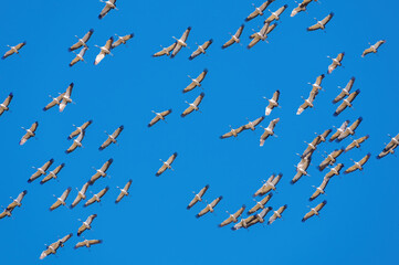 Obraz premium Flock of cranes flying in the sky