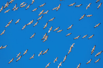 Obraz premium Flock of cranes flying in the sky